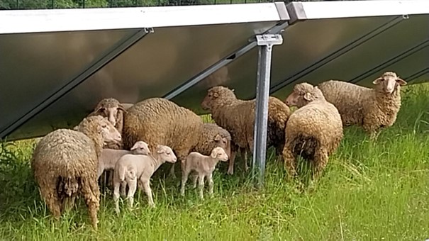 Eco pâturage autour de la centrale LACTOSOL à Verdun